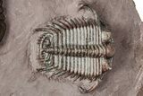 Five Trilobites (Four Species) in Association - Jorf, Morocco #334862-2